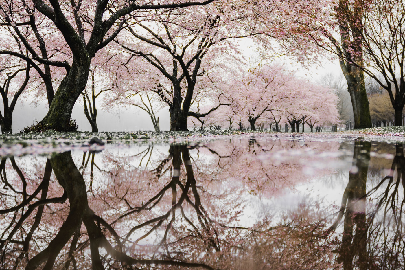 Spring